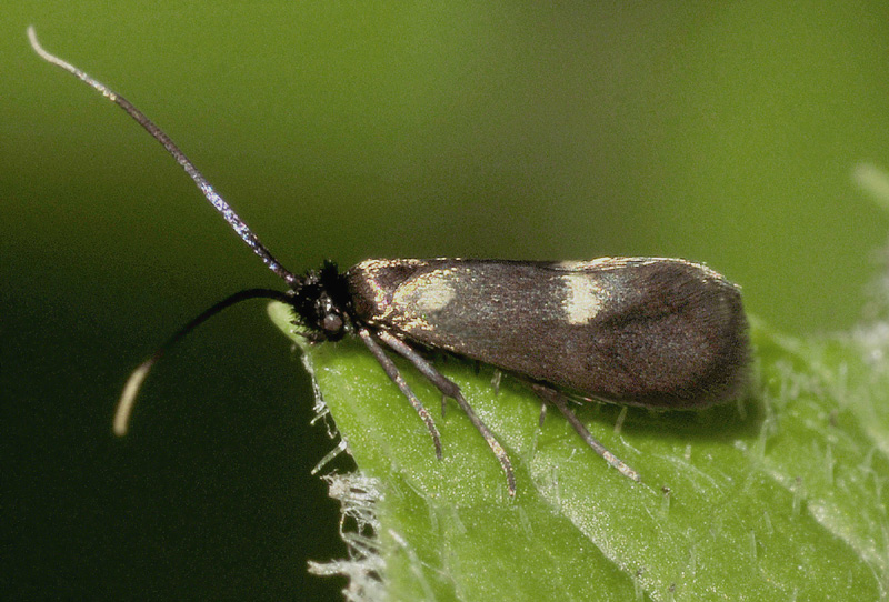Cauchas fibulella - Adelidae